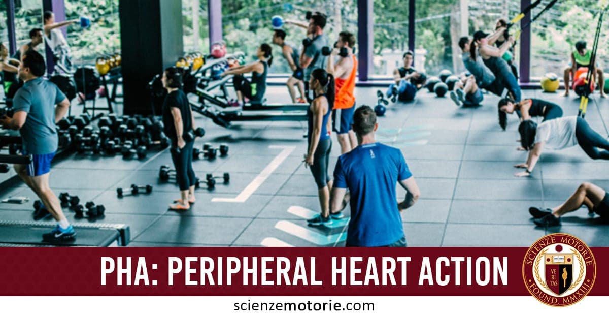 PHA, Peripheral Heart Action: cos’è e quali sono i benefici