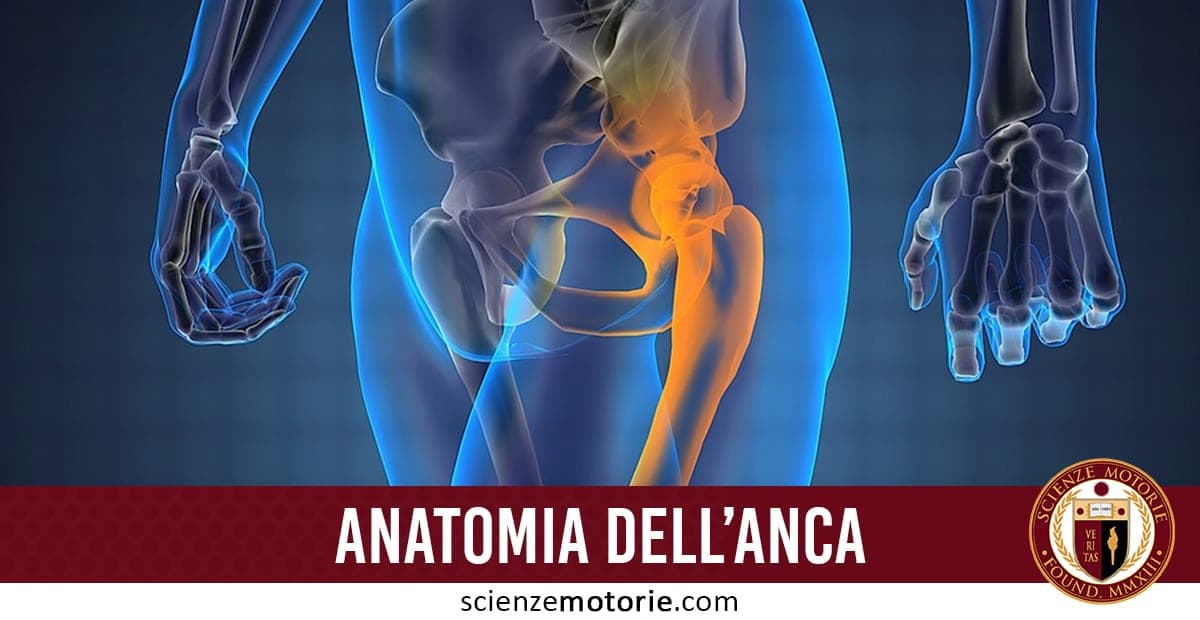Anatomia dell’Anca