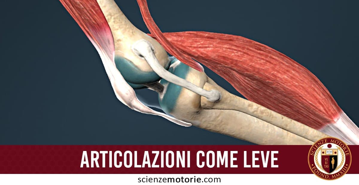 Articolazioni come leve