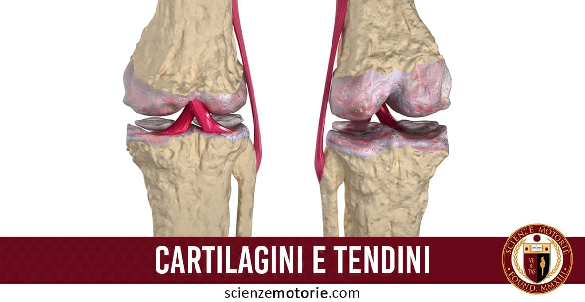 Cartilagine, Tendini e Legamenti
