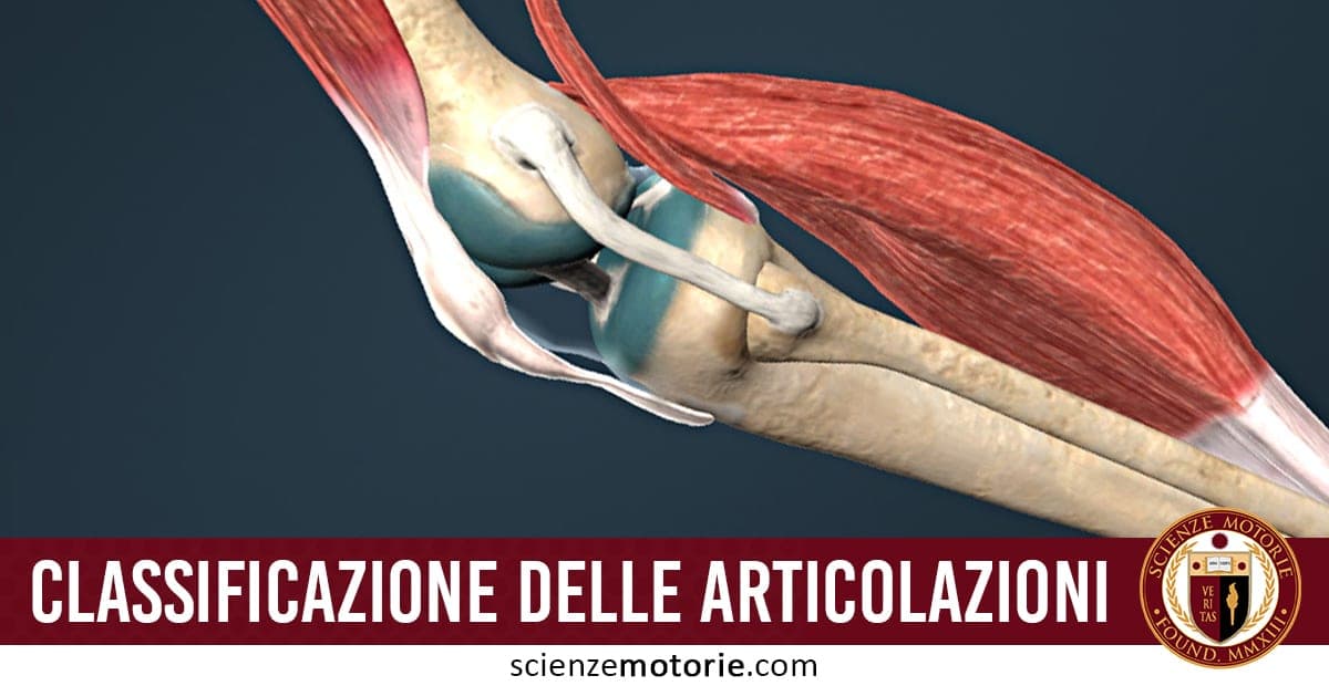 Tipi di Articolazioni: ecco come classificarle