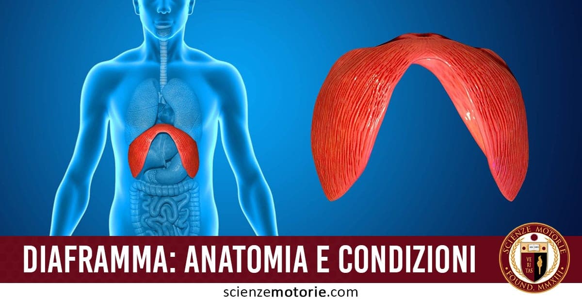 Diaframma: anatomia e condizioni