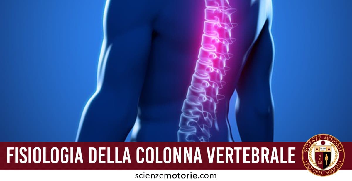 Colonna Vertebrale, fisiologia