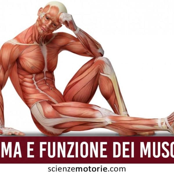 Forma e Funzione dei muscoli