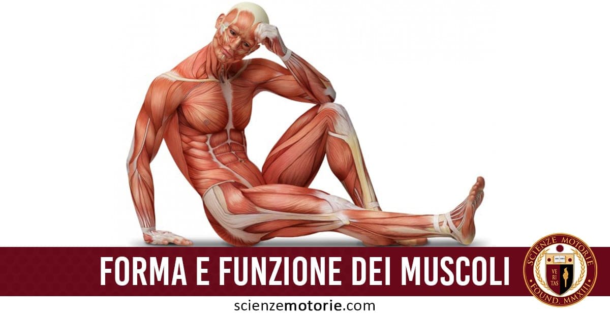 Forma e Funzione dei muscoli