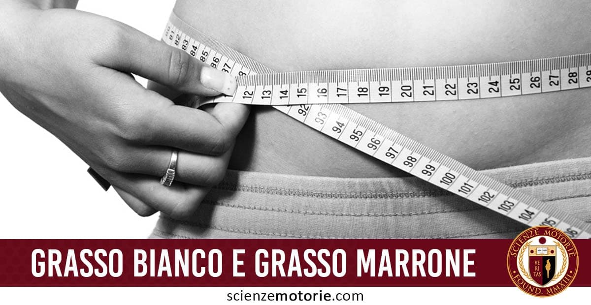 Cosa sono Grasso Bianco e Grasso Marrone?