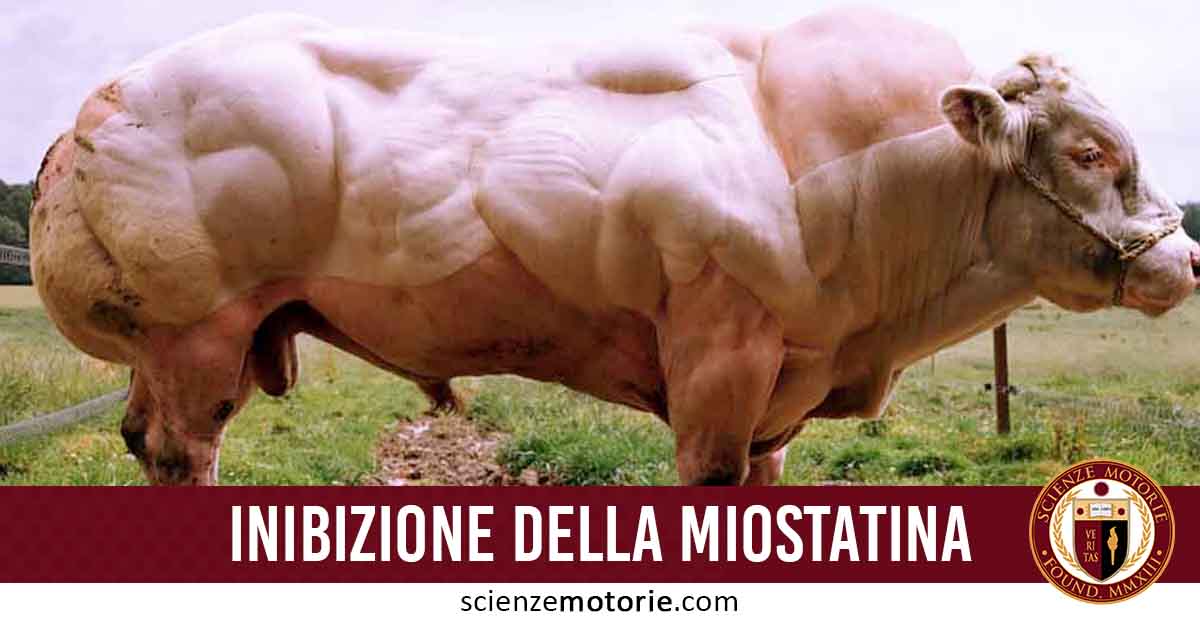 Inibizione della Miostatina: cos’è, come funziona e vantaggi