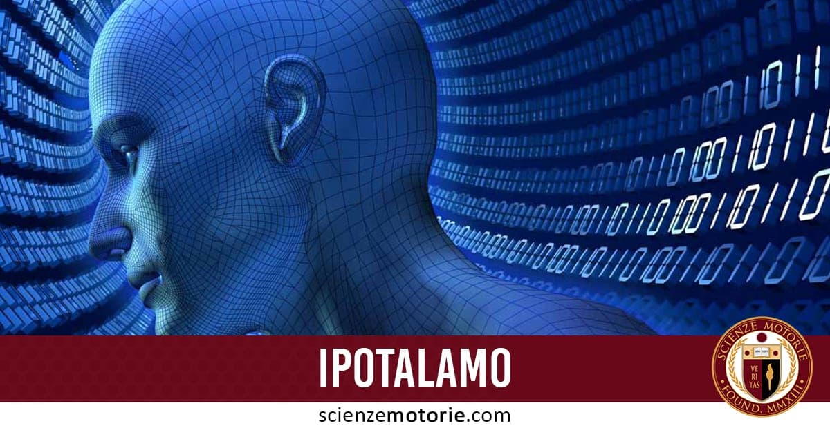 Ipotalamo: cos’è e come si mantiene sano
