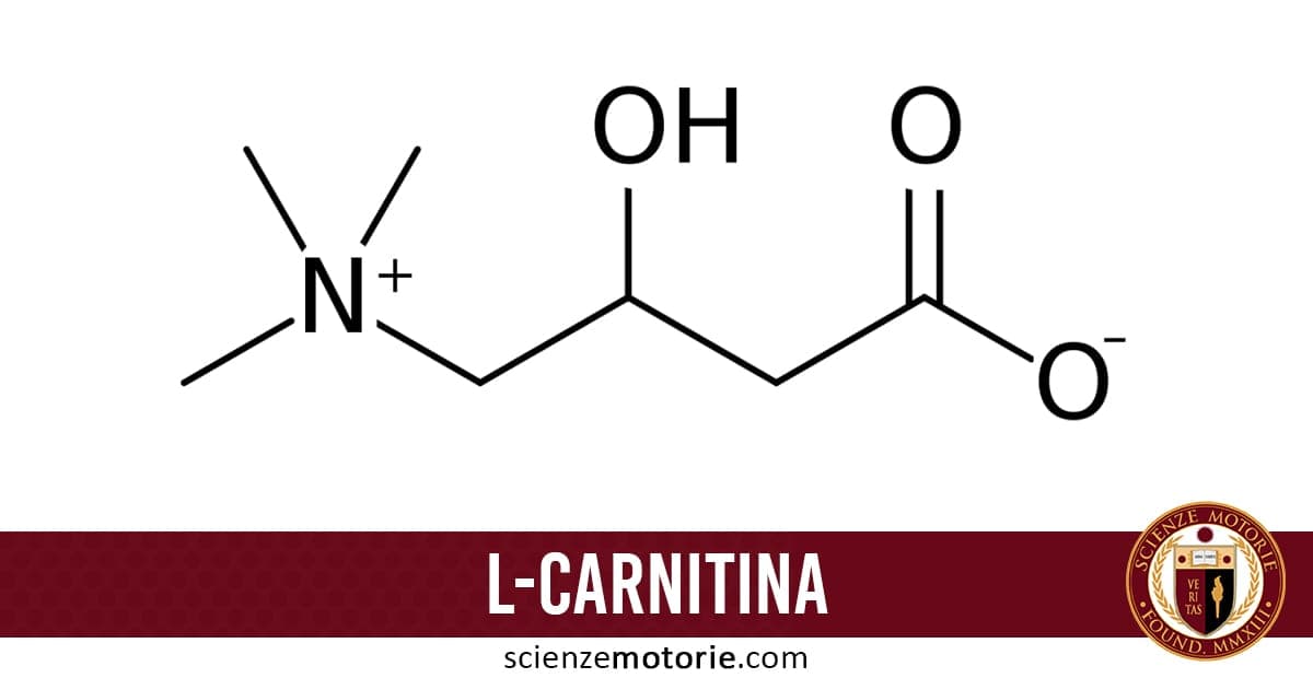 L-carnitina: benefici, effetti collaterali, fonti e dosaggio