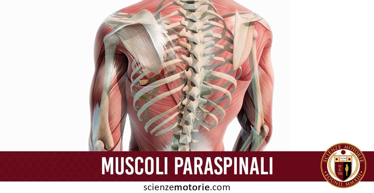 Muscoli Paraspinali: anatomia e funzione