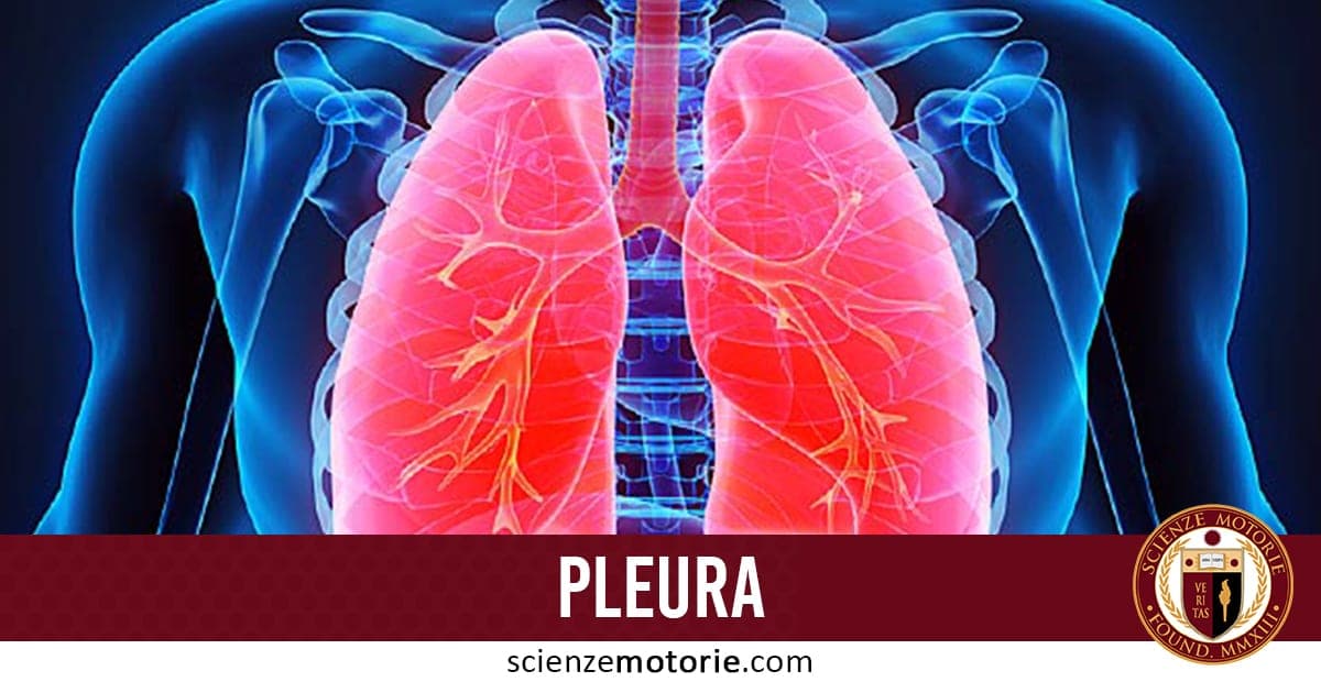 Pleura: cos’è e quali sono i disturbi
