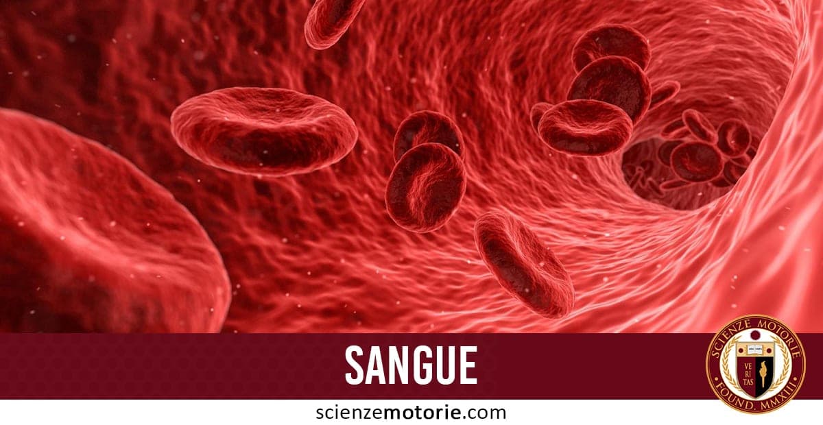 Sangue: composizione, funzioni e tipologie