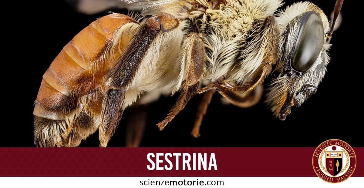 Sestrina: una proteina al posto dell’esercizio fisico?