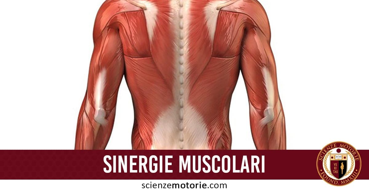Sinergie Muscolari: Struttura e Funzione