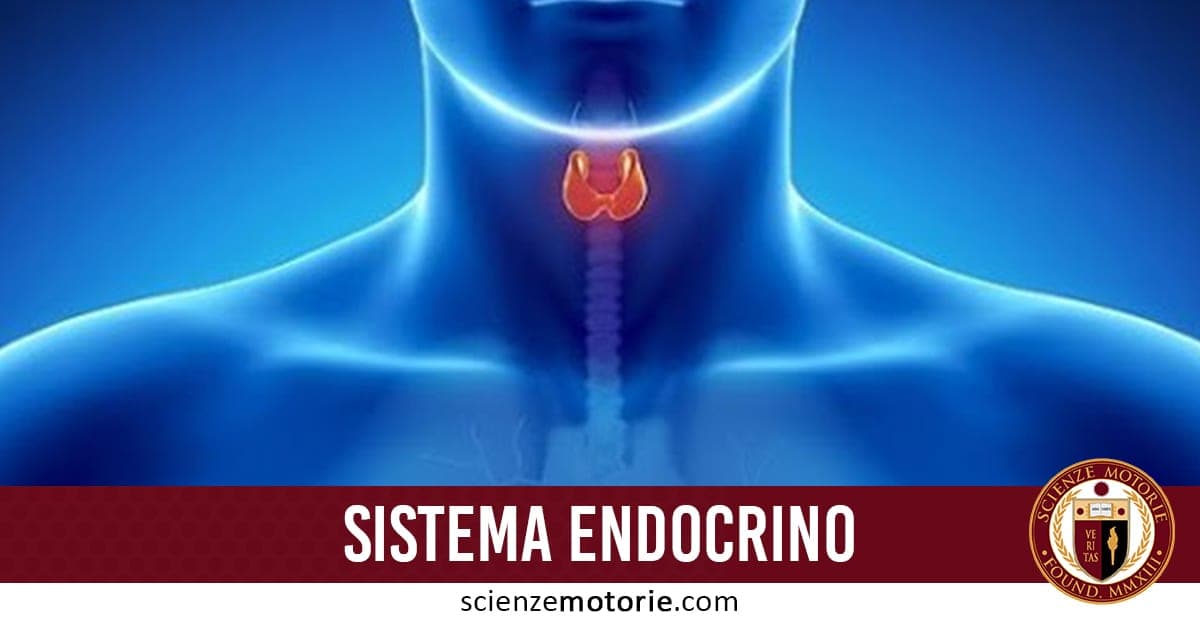 Sistema endocrino e allenamento con sovraccarichi