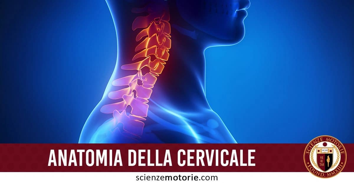 Illustrazione anatomica della colonna cervicale, con un focus luminoso sulle vertebre del collo su sfondo blu. In basso, la scritta "ANATOMIA DELLA CERVICALE" e il logo di Scienze Motorie