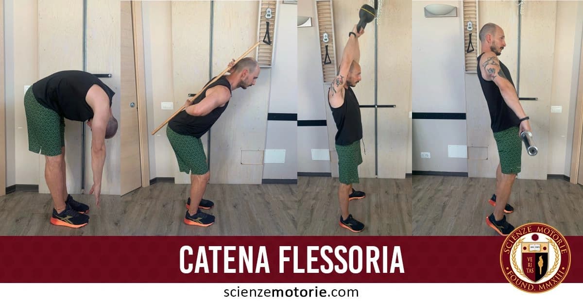 Nell'immagine ci sono quattro pose di una persona che esegue esercizi fisici. Indossa una maglietta nera e pantaloncini verdi. In ogni posizione, utilizza attrezzi diversi, tra cui un bastone e dei pesi. Ogni esercizio sembra mirato a lavorare sui muscoli della catena flessoria. Sul fondo c'è il testo "CATENA FLESSORIA" e il logo di ScienzeMotorie.com