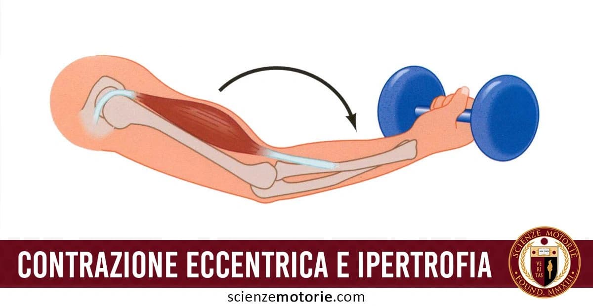 Disegno di un Braccio che esegue un esercizio con manubrio, con l'anatomia interna visibile. I muscoli e le ossa sono evidenziati, mostrando la contrazione eccentrica durante l'esercizi. Appare la scritta "Contrazioni eccentriche e ipertrofia" e il logo di Scienze Motorie