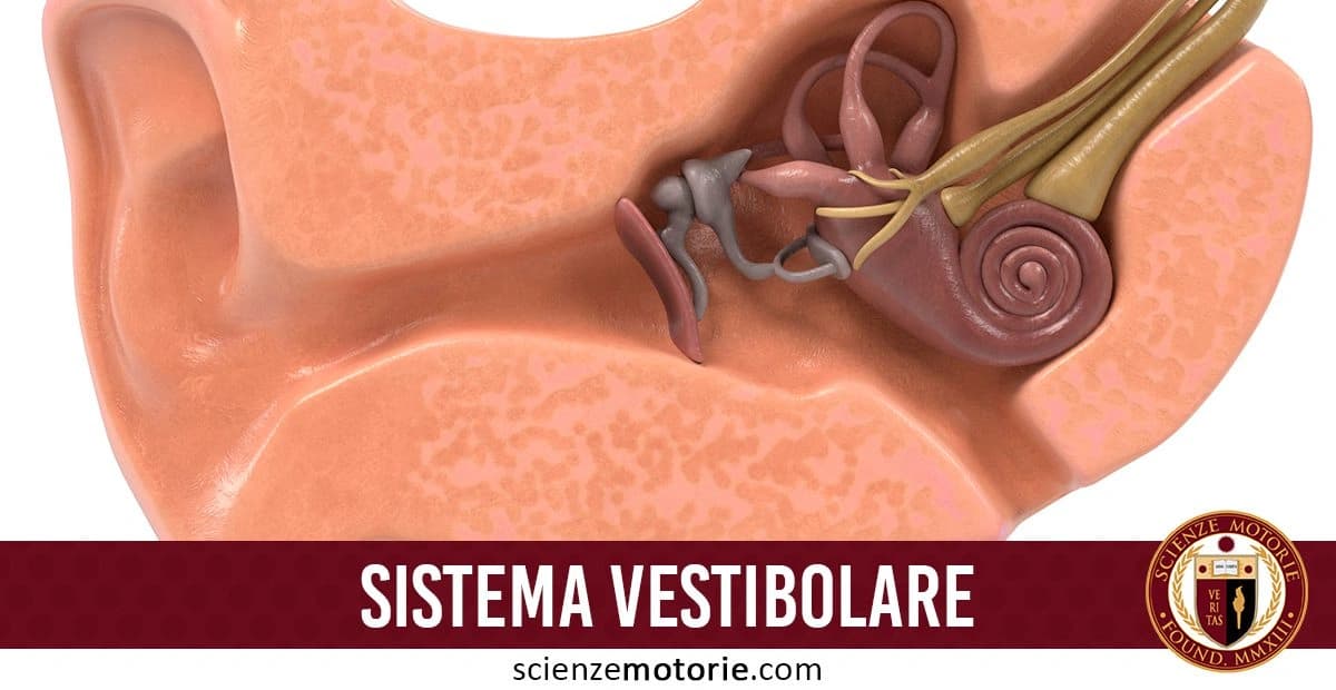 Rappresentazione del sistema vestibolare all'interno dell'orecchio umano, con il labirinto osseo, il labirinto membranoso e i canali semicircolari visibili. Il testo "SISTEMA VESTIBOLARE" appare nella parte inferiore insieme al logo di Scienze Motorie
