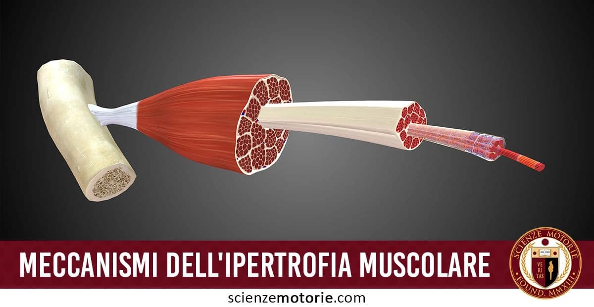 L'immagine mostra un'illustrazione dettagliata della struttura di un muscolo umano collegato a un osso. Si vede il muscolo suddiviso in diversi strati, con l'ingrandimento della sezione trasversale che evidenzia i fasci muscolari. Ogni fascio è composto da fibre muscolari più piccole e circondato da tessuti connettivi. L'estremità sinistra dell'immagine mostra un osso, a cui il muscolo è collegato attraverso un tendine. questa immagine è accompagnata dal testo "Meccanismi dell’ipertrofia muscolare" e dal logo di ScienzeMotorie.com