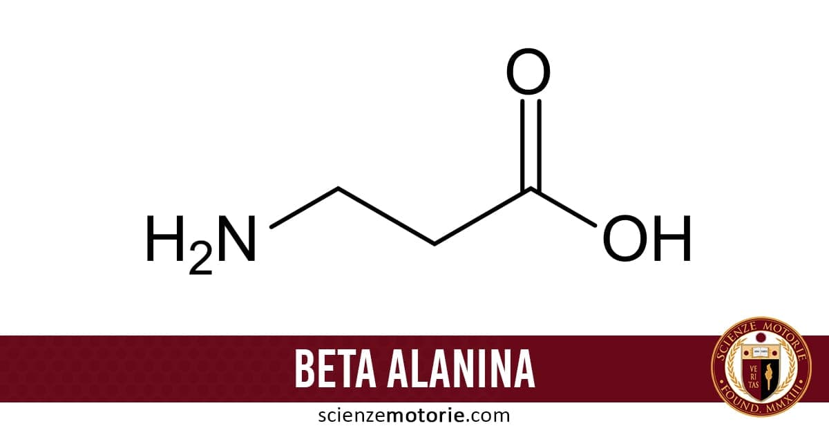Struttura chimica della beta-alanina con gruppo amminico e gruppo carbossilico, con scritta “scienzemotorie.com” e logo in basso a destra.
