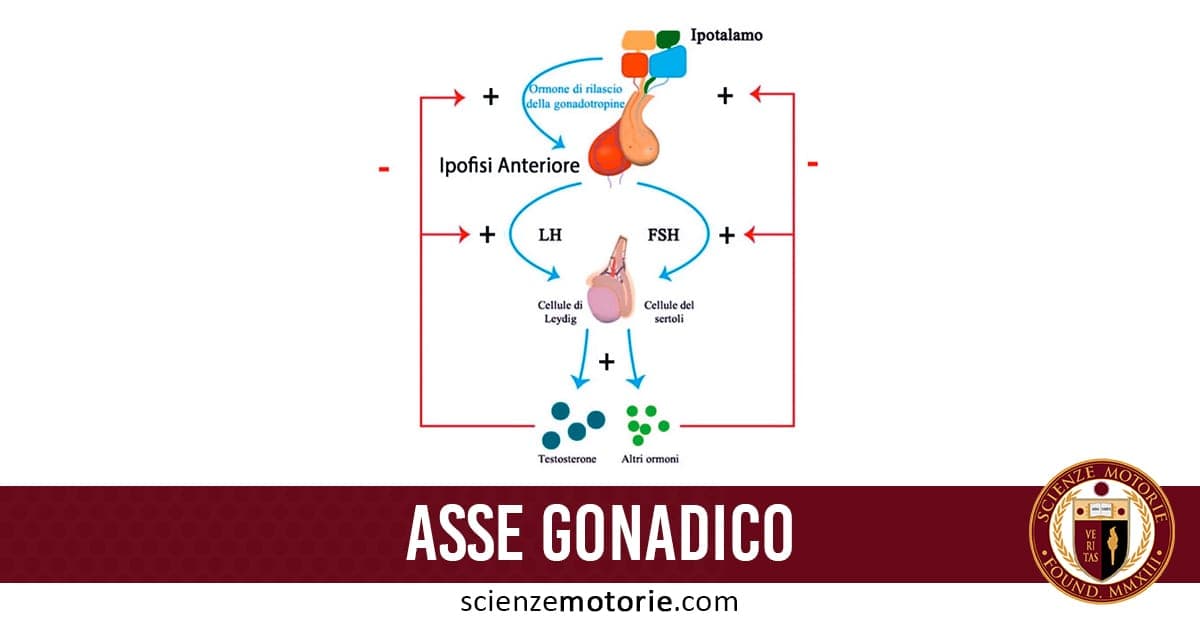 L’immagine è un diagramma dell’asse ipotalamo-ipofisi-gonadi: l’ipotalamo rilascia GnRH, stimolando l’ipofisi a produrre LH e FSH. LH agisce sulle cellule di Leydig (testosterone, sfere blu) e FSH su quelle del Sertoli (altri ormoni, sfere verdi). Le frecce indicano attivazioni (+) e feedback negativi (−). In basso, la scritta "ASSE GONADICO" e il sito scienzemotorie.com.