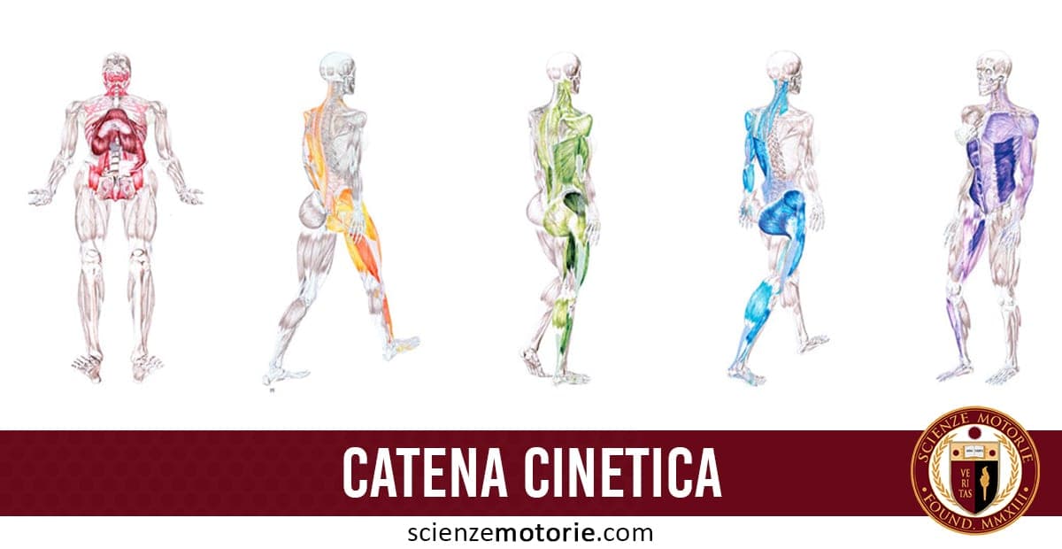 Quattro illustrazioni di corpi umani con diverse catene muscolari evidenziate in rosso, arancione, verde e blu, con testo "CATENA CINETICA" e logo Scienze Motorie.