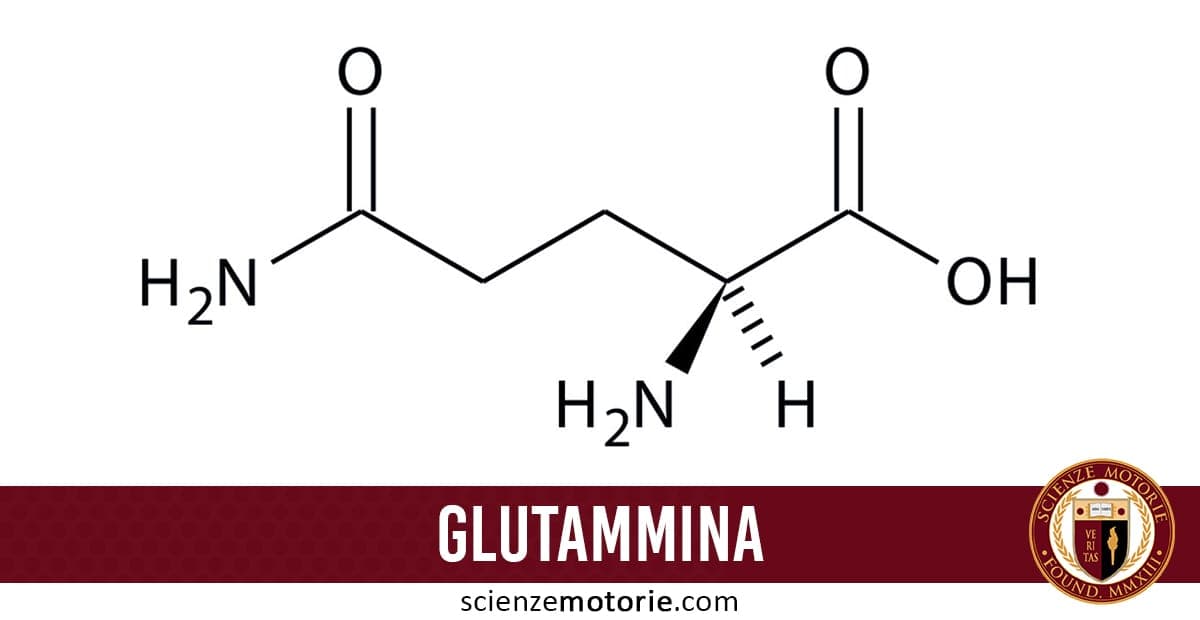 Struttura chimica della glutammina con evidenza dei gruppi funzionali amminico (H₂N) e carbossilico (COOH), barra inferiore con scritta “GLUTAMMINA” e logo ScienzeMotorie.com.