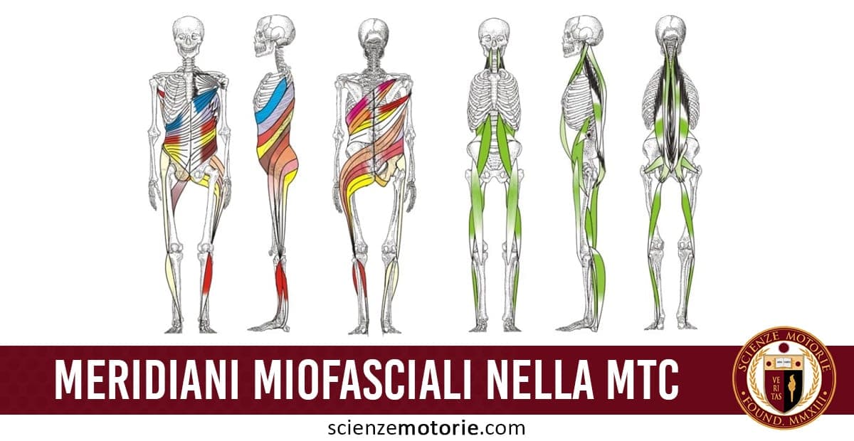 L’immagine raffigura illustrazioni scheletriche umane attraversate da linee colorate che indicano i meridiani miofasciali, concetto che unisce l’approccio anatomico occidentale con le conoscenze della Medicina Tradizionale Cinese (MTC). I tracciati rappresentano le catene miofasciali lungo il corpo, evidenziando connessioni muscolari e fasciali integrate. Il titolo “MERIDIANI MIOFASCIALI NELLA MTC” è accompagnato dal logo di Scienze Motorie