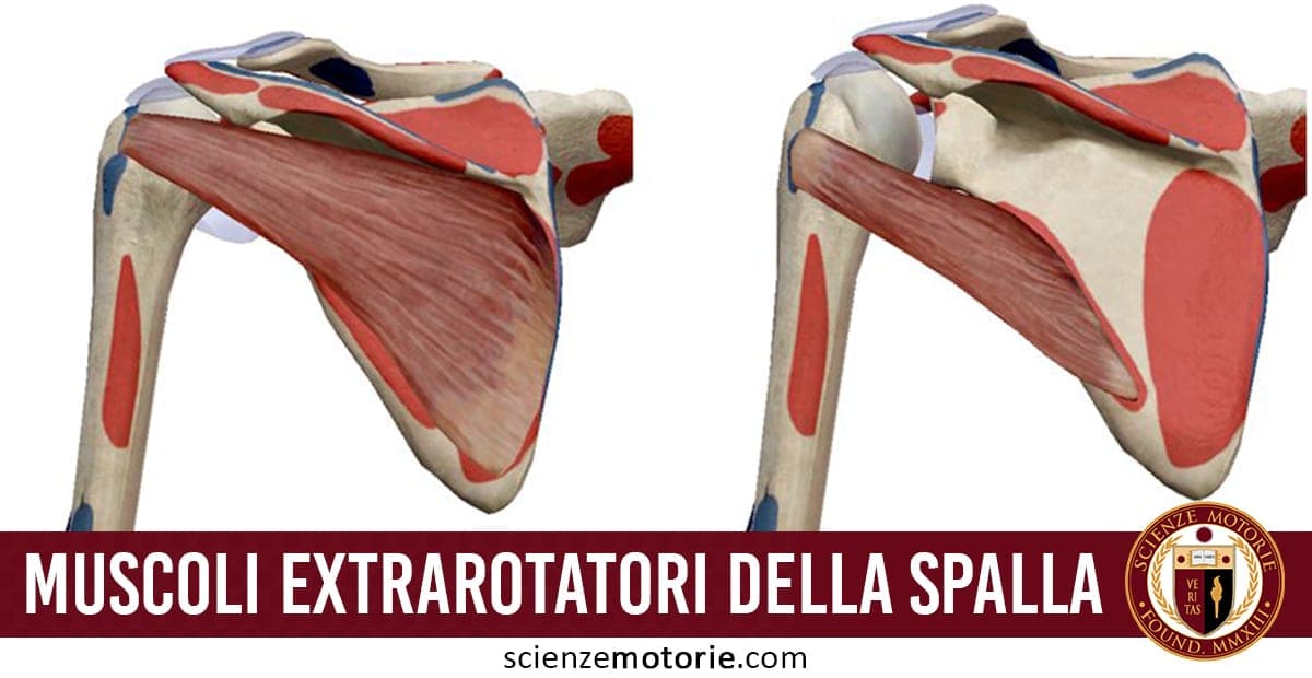 Illustrazione anatomica dettagliata dei muscoli extrarotatori della spalla con evidenza della struttura ossea.