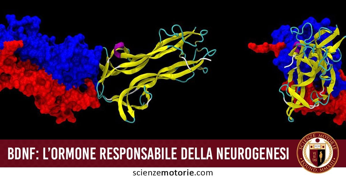 Rappresentazione tridimensionale molecolare del BDNF, ormone responsabile della neurogenesi, con testo esplicativo e logo Scienze Motorie.