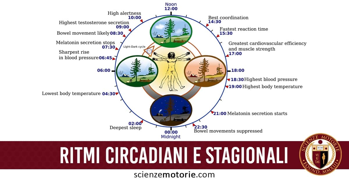 Diagramma dei ritmi circadiani e stagionali con l’Uomo Vitruviano al centro, le quattro stagioni e annotazioni delle funzioni biologiche nelle 24 ore.