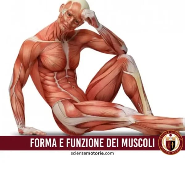 Illustrazione di un corpo umano seduto con dettagli muscolari evidenziati, accompagnata dal testo "FORMA E FUNZIONE DEI MUSCOLI" e dal logo Scienze Motorie.