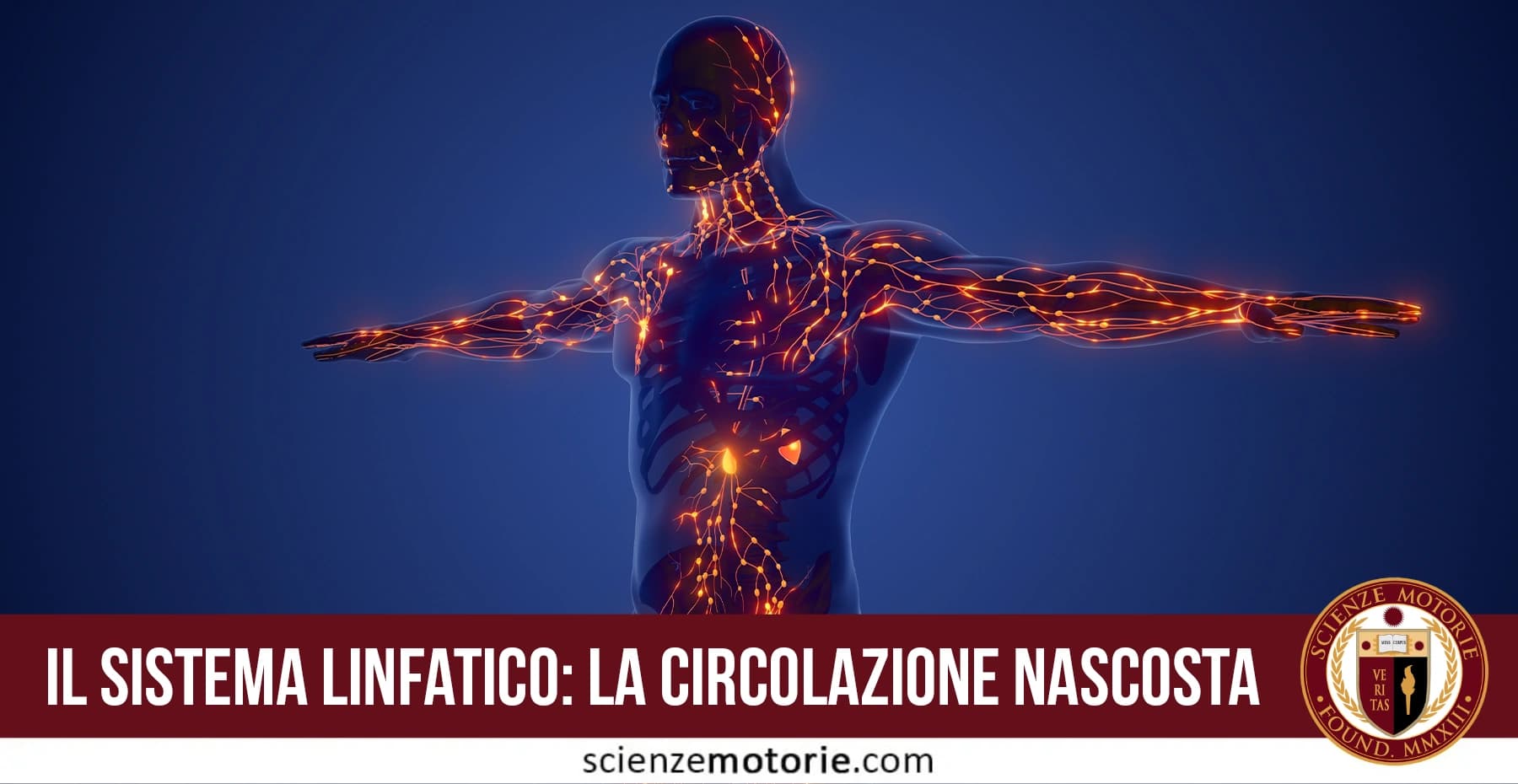 Illustrazione digitale del corpo umano semi-trasparente con sistema linfatico evidenziato in giallo-arancione, titolo e logo Scienze Motorie.
