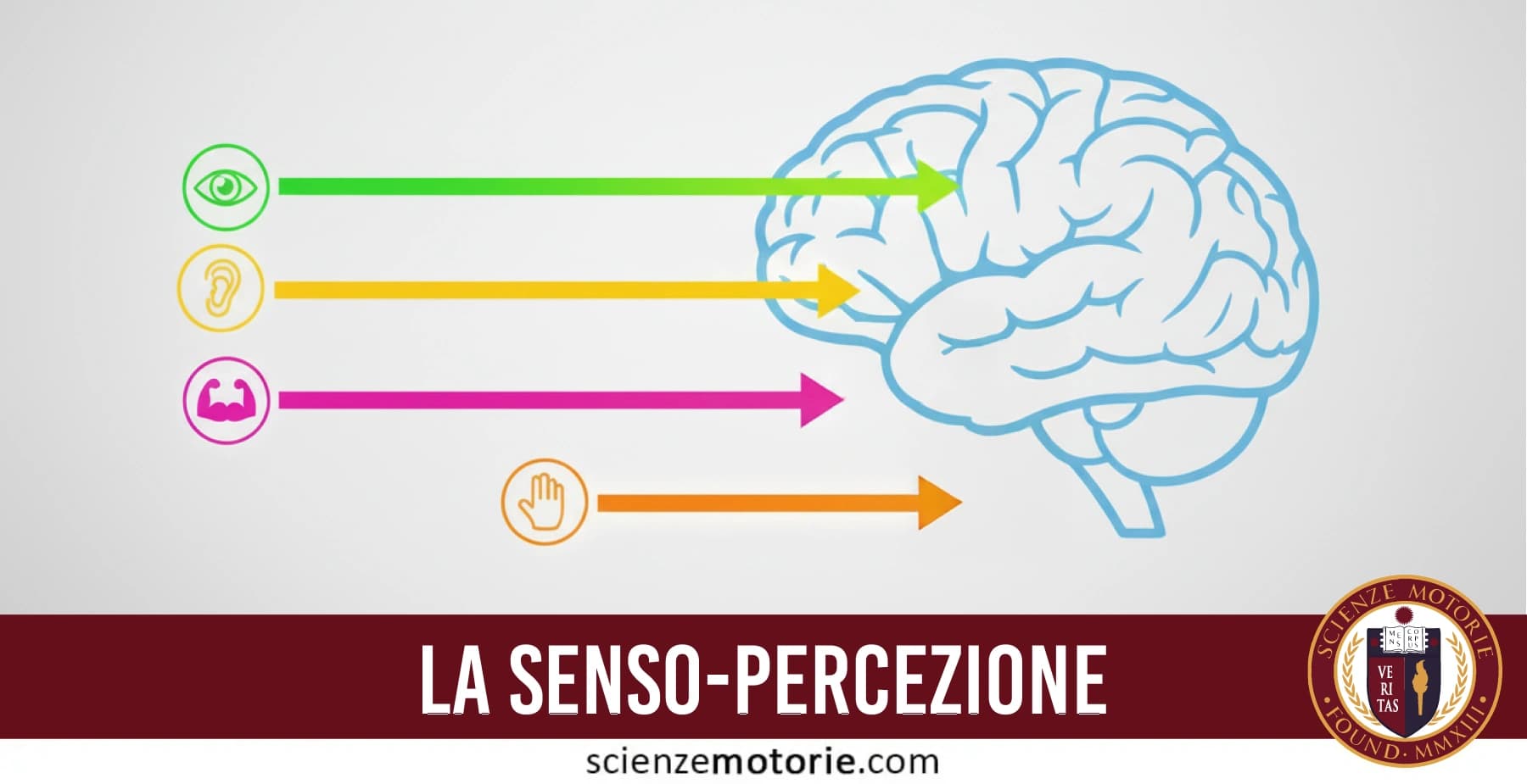 Diagrammi del sistema sensoriale e percettivo umano: analizzatore neuronale, classificazione dei sensi (interni ed esterni) e funzioni integrate di visione, udito, tatto e cinestesia nell’equilibrio, postura e movimento.