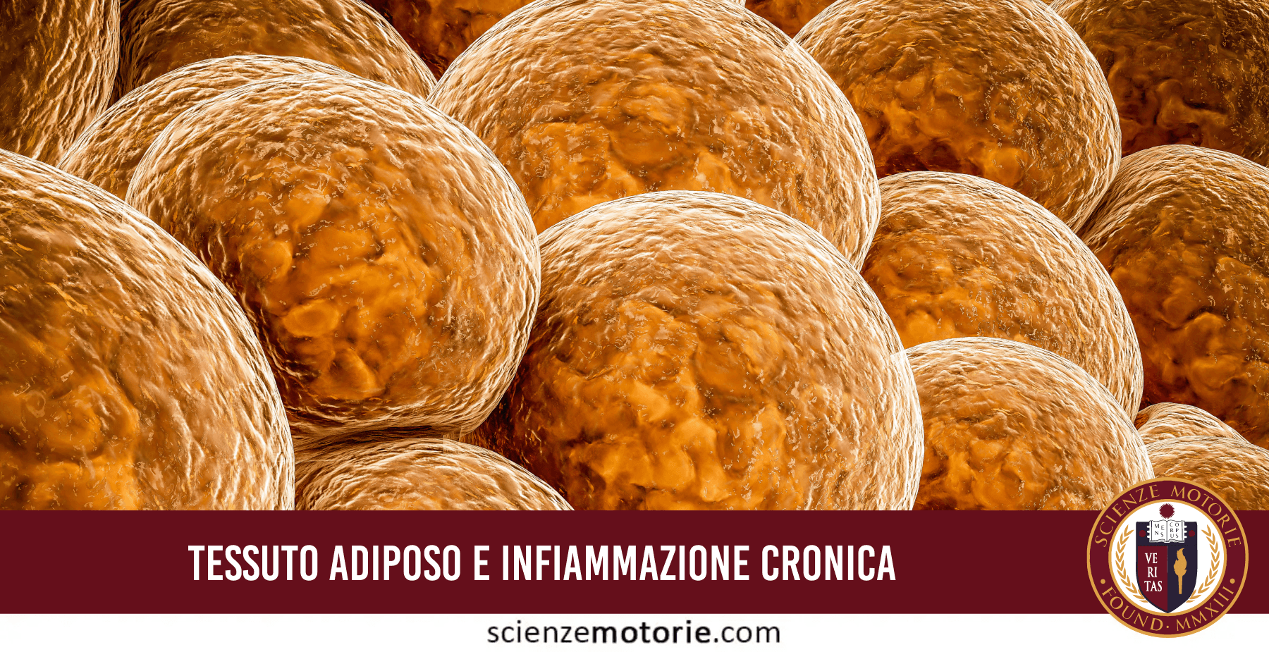 Cellule del tessuto adiposo viste al microscopio, concetto scientifico di infiammazione cronica e grasso viscerale