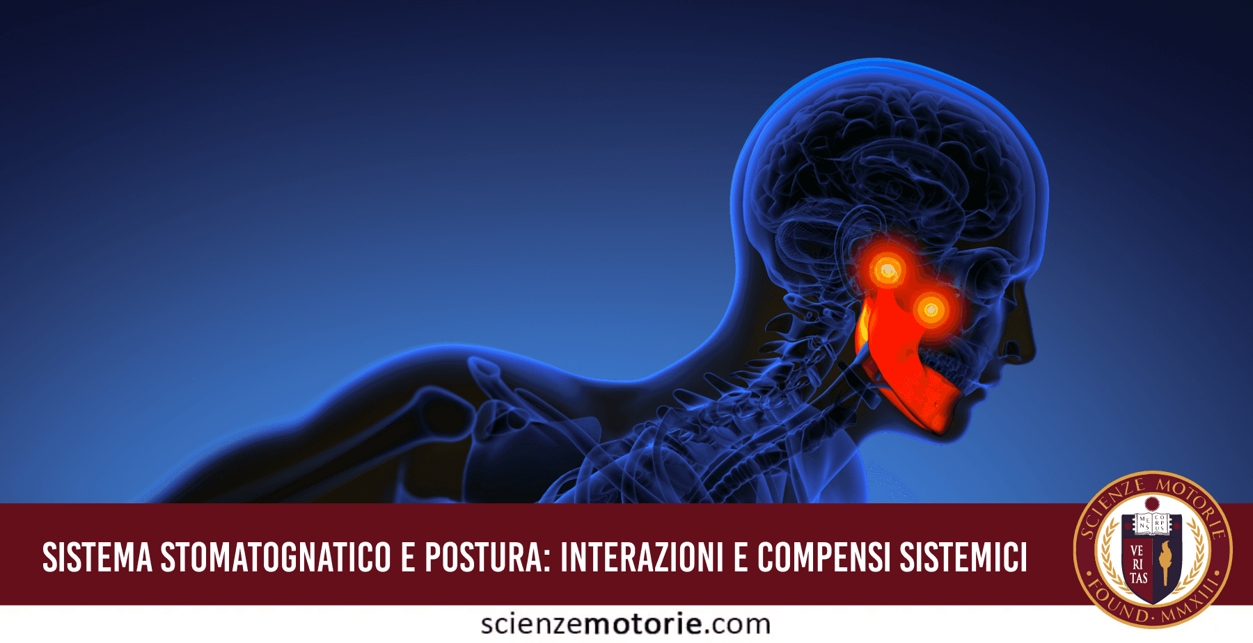 Diagramma anatomico dei muscoli facciali e del collo con evidenza della correlazione tra mandibola e colonna cervicale.